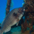 Parrotfish - Sparisoma cretense - Having another bite