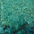 Wide-eyed flounder - Bothus podas - Watching