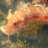 Striped Red Mullet - Image