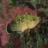 Grouper - Epinephelus guaza - Challange