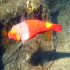 Parrotfish - Sparisoma cretense - Vibrant colours
