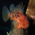 Red Scorpionfish - Scorpaena scrofa - Angry at you