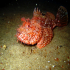 Red Scorpionfish - Scorpaena scrofa -  Inside the wreck
