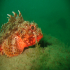 Black Scorpionfish - Scorpaena porcus - Look me in the eye