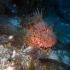 Red Scorpionfish - Scorpaena scrofa - On the rocks