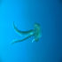 Cnidaria, Luminous Jellyfish - Pelagia noctiluca - Into the blue