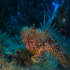 Red Scorpionfish - Scorpaena scrofa - Trying to look pretty