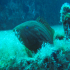 Goldblotch grouper - Epinephelus costae - The Guard