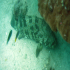 Pacific goliath grouper - Image
