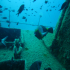 Parrotfish - Sparisoma cretense - On the Wreck