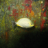 Golden Rabbitfish - Siganus guttatus