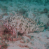Duskytail grouper - Image
