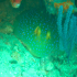 Bluespotted Fantail Ray - Image