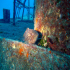 Mottled grouper - Mycteroperca rubra - At the wreck