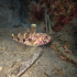 Red-mouthed goby - Gobius cruentatus - In the sand