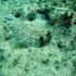 Wide-eyed flounder - Bothus podas