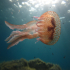 Cnidaria, Luminous Jellyfish - Pelagia noctiluca - Floating