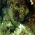 Moray Eel - image