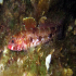 Red-mouthed goby - Gobius cruentatus - Watching you