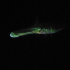 Bluespotted cornetfish - Fistularia commersonii - Night walk