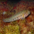 Buchicchis goby - Image