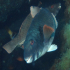 Parrotfish - Sparisoma cretense - Friends