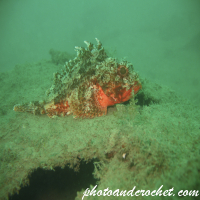 Black Scorpionfish - Image