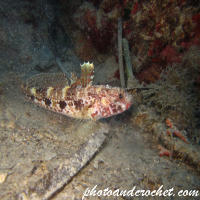 Red-mouthed goby - Image
