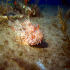 Red Scorpionfish - Scorpaena scrofa - Resting under a rock 3