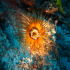 Tube dwelling anemone - Cerianthus membranaceus - In the spotlight