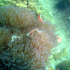 Magnificent sea anemone - Heteractis magnifica