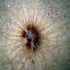 Tube dwelling anemone - Cerianthus membranaceus - Daylight