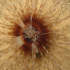 Tube dwelling anemone - Cerianthus membranaceus - Showing beauty