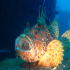 Red Scorpionfish - Scorpaena scrofa - Big Mouth