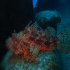 Red Scorpionfish - Scorpaena scrofa - On the Rozi