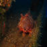 Red Scorpionfish - Scorpaena scrofa - Dragon Head - At the Wreck