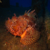 Red Scorpionfish - Scorpaena scrofa - Dragon Head - Looking Pretty