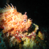 Black Scorpionfish - Sporcaena porcus - Guarding the hole