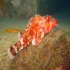 Red Scorpionfish - Scorpaena scrofa - Deckchair needed