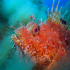 Red Scorpionfish - Scorpaena scrofa - Protective
