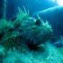 Red Scorpionfish - Scorpaena, scrofa - Living deep