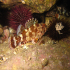 Black Scorpionfish - Scorpaena porcus - Pointed hide