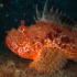 Red Scorpionfish - Scorpaena scrofa - Being Alert