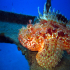 Red Scorpionfish - Scorpaena scrofa - At the boat deck