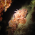 Red Scorpionfish - Scorpaena scrofa - Between the rocks
