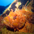 Red Scorpionfish - Scorpaena scrofa - What are you dreaming about