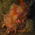 Red Scorpionfish - Scorpaena scrofa - Portrait