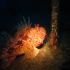 Red Scorpionfish - Scorpaena scrofa - Dreamer