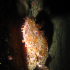 Red Scorpionfish - Scorpaena scrofa - Ignoring you