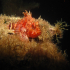 Small Red Scorpionfish - Scorpaena notata